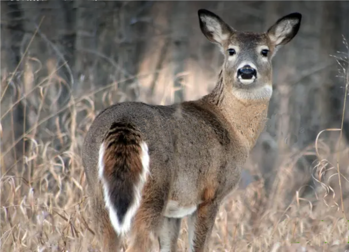 Forest health and deer —  Bambi has to go