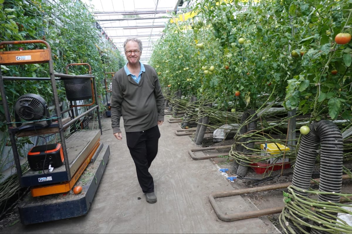 Real Organic tomatoes from a state-of-the-art greenhouse in Thetford